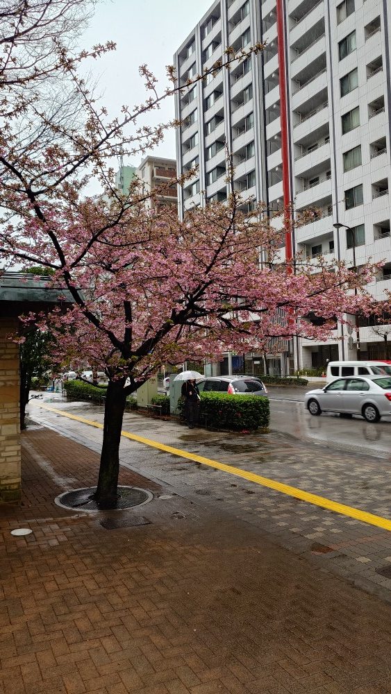 1月半ばに数輪開花しましたが、その後の寒気で咲かずにいた河津桜が2月終わりから満開に