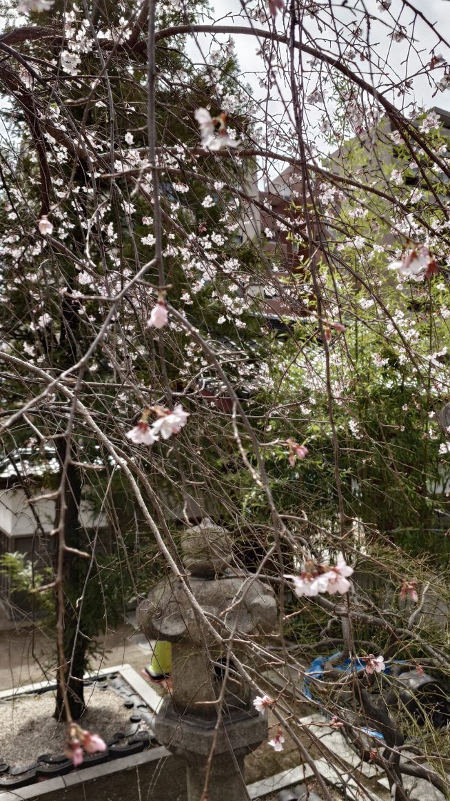 お彼岸に併せて境内のしだれ桜が開花しました